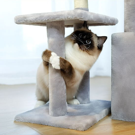 Petit arbre a chat | Compact et Solide - Pitou The Cat